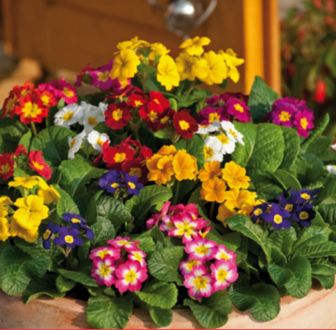 Primula Elatior Piano winter Flower seeds