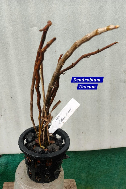 Dendrobium Unicum