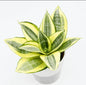 Sensevieria Gold Dust