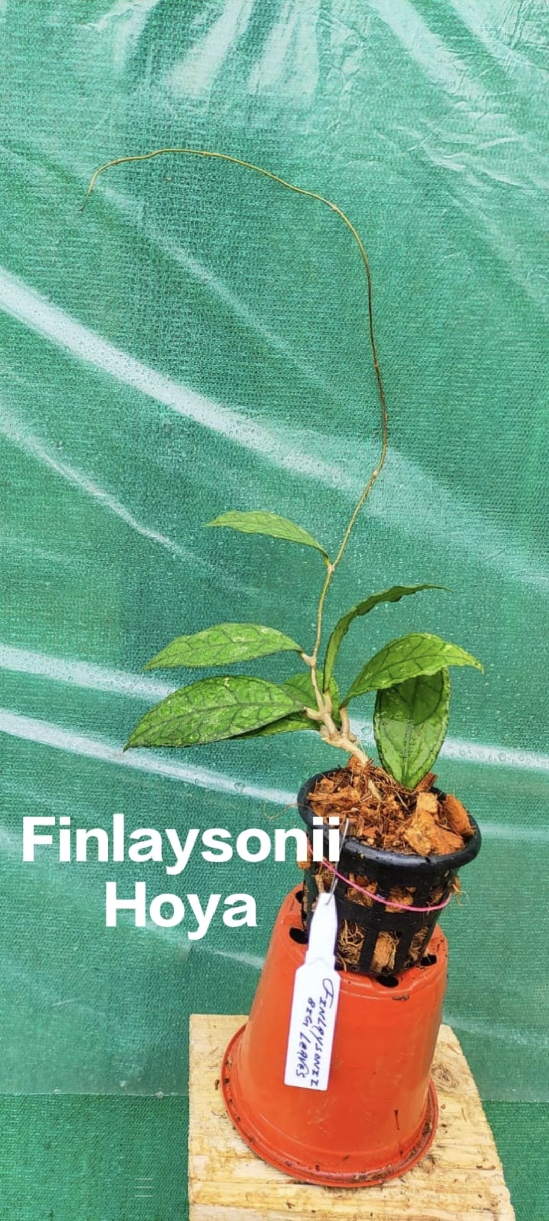 Finlaysonii Hoya