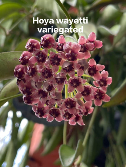 Hoya Wayetti Variegated