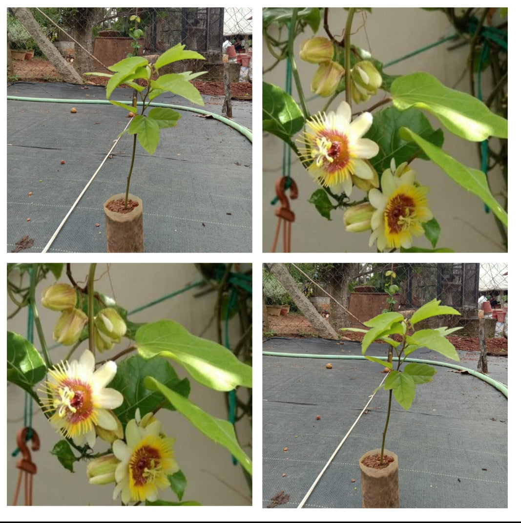 Passiflora yellow vine (krisna Kamal)