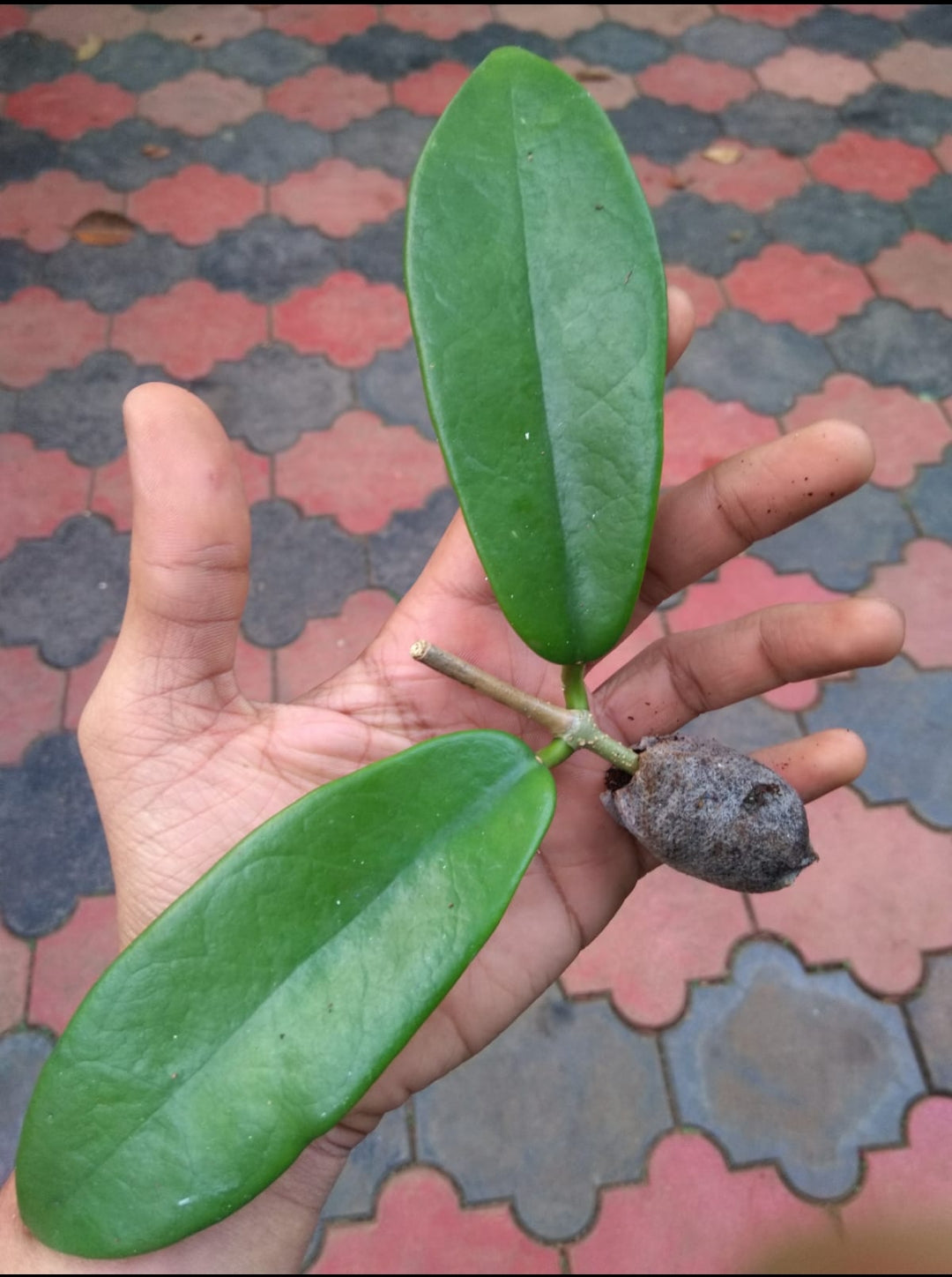 Hoya Coronaria Red (Semishade)