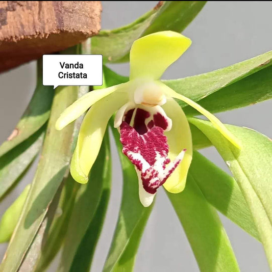 Vanda Cristata