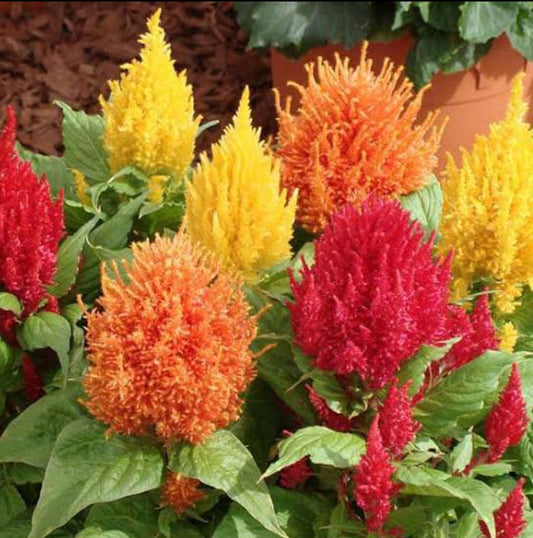 Celosia plumosa summer Flower seeds