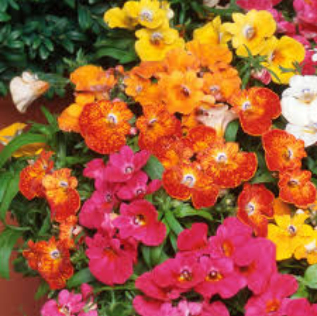 Nemesia carnival winter Flower seeds