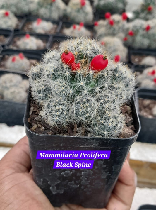 Mammillaria Prolifera Black spine 8 cactus