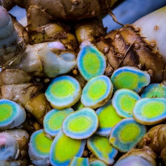 Pale green turmeric seeds bulbs