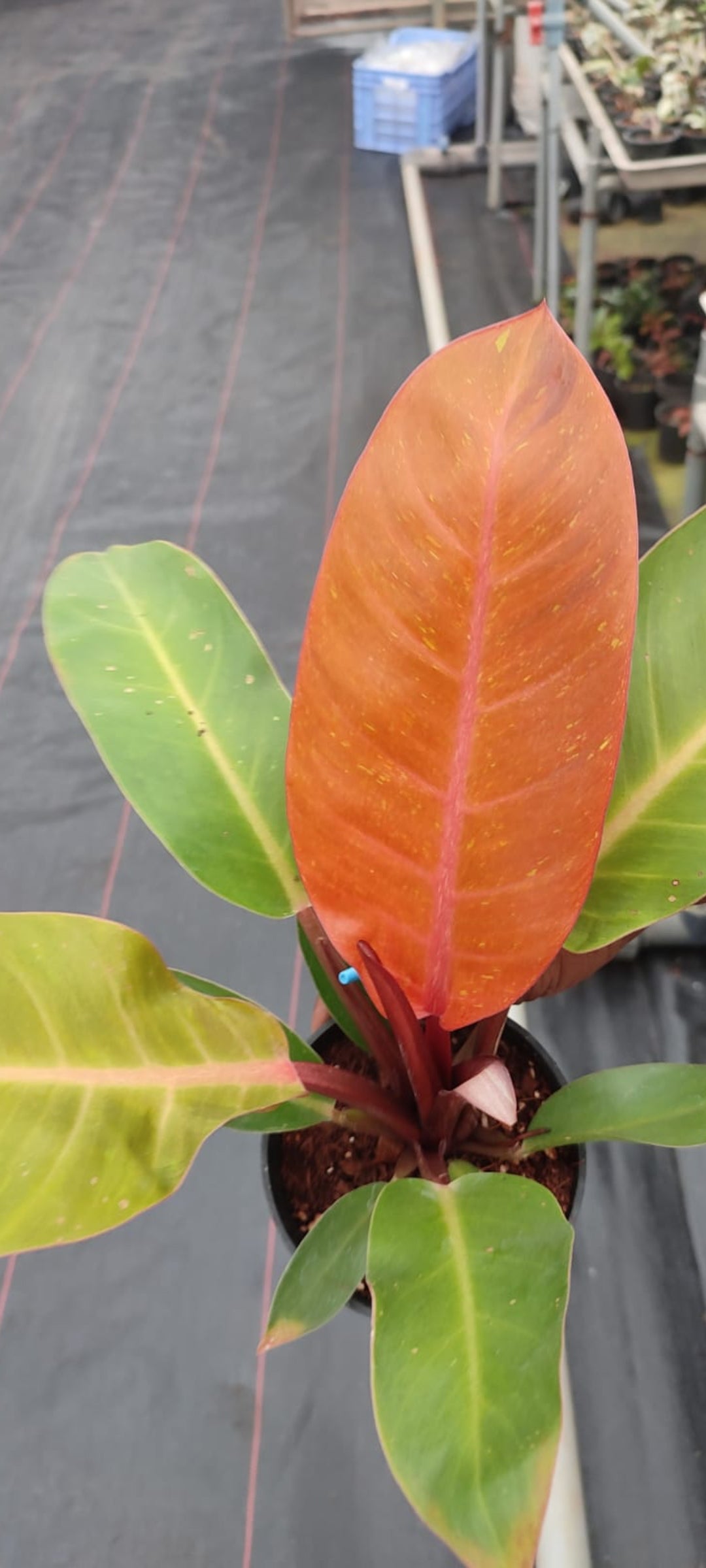 Orange Splendor Philodendron plant