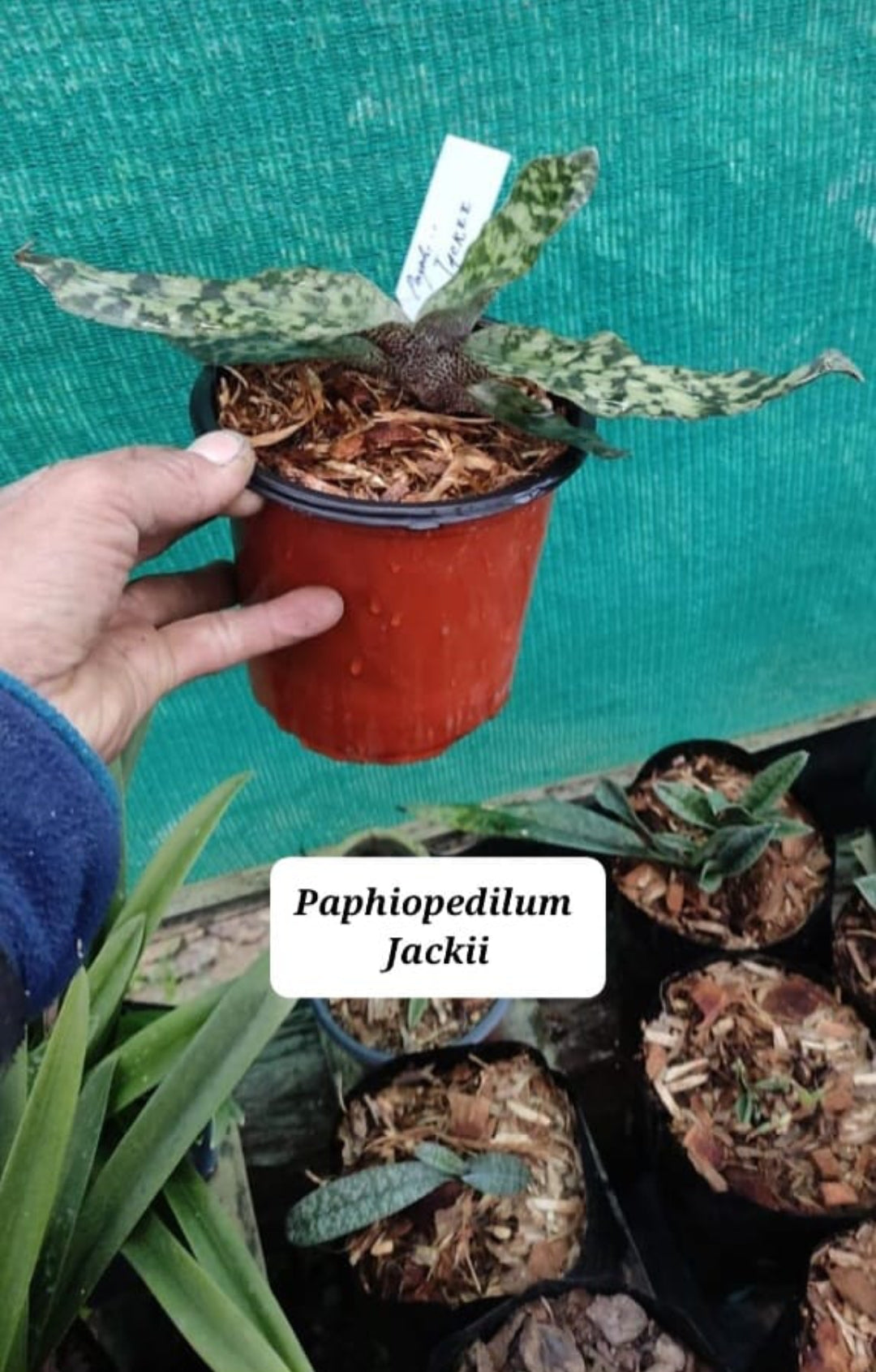 Paphiopedilum Jackii