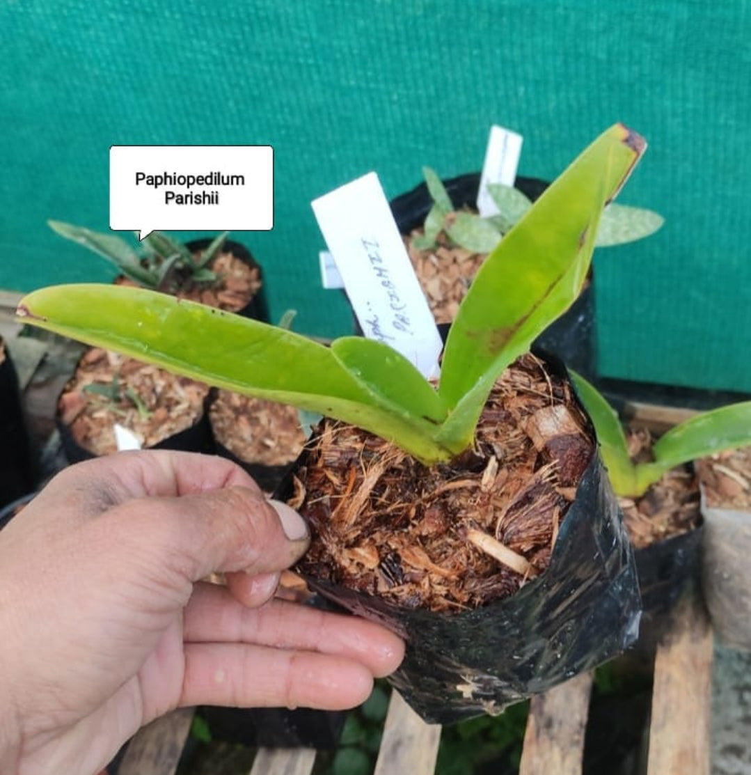 Paphiopedilum Parishii