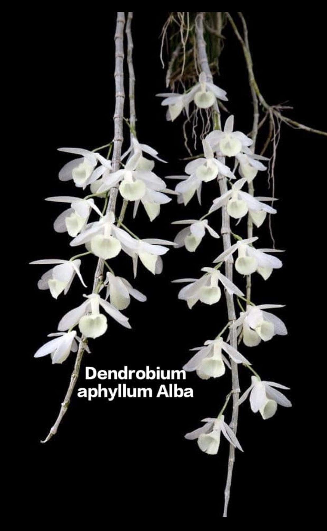 Dendrobium Aphyllum Alba