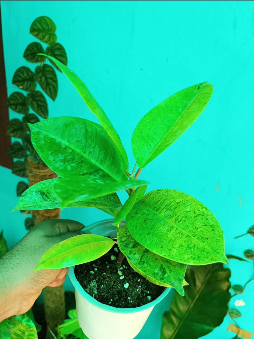 Rubber Plant Shivereana (Semishade )