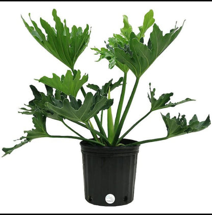 Philodendron hope (sellum) plant| Indoor plants