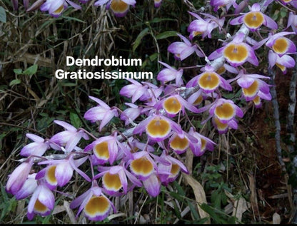 Dendrobium Gratiosissimum