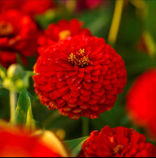 Zinnia Scarlet Flame summer Flower seeds