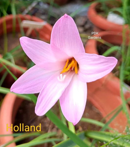 Holland  rare Rain Lily bulb