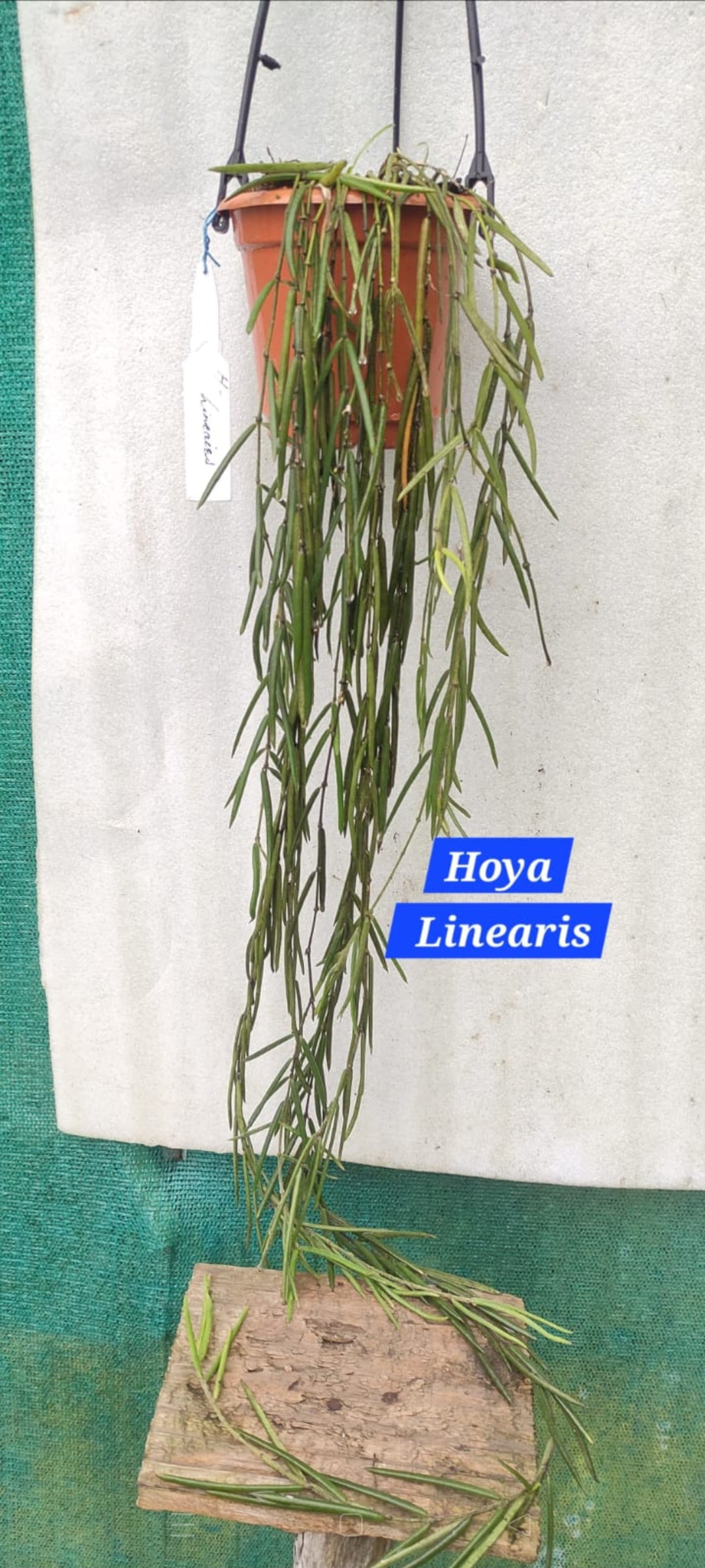 Hoya linearis