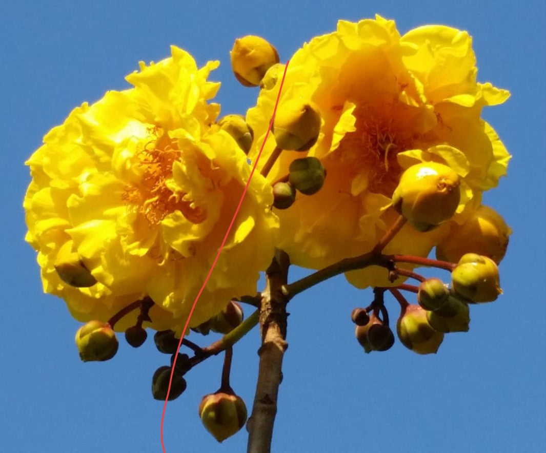 Cochlosperma flowering tree