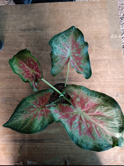 Shycool Caladium plant