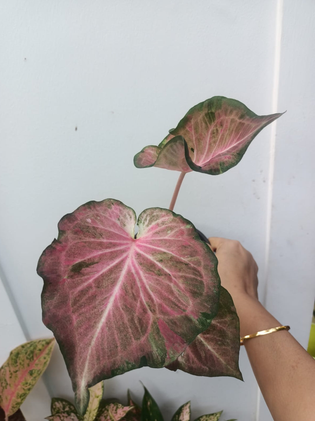 Caladium jiffy size plant