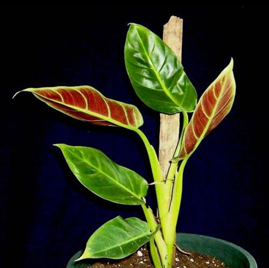 Subhastatum Philodendron plant