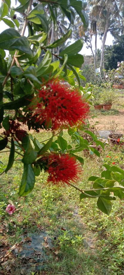 Combretum roundiflolium plant