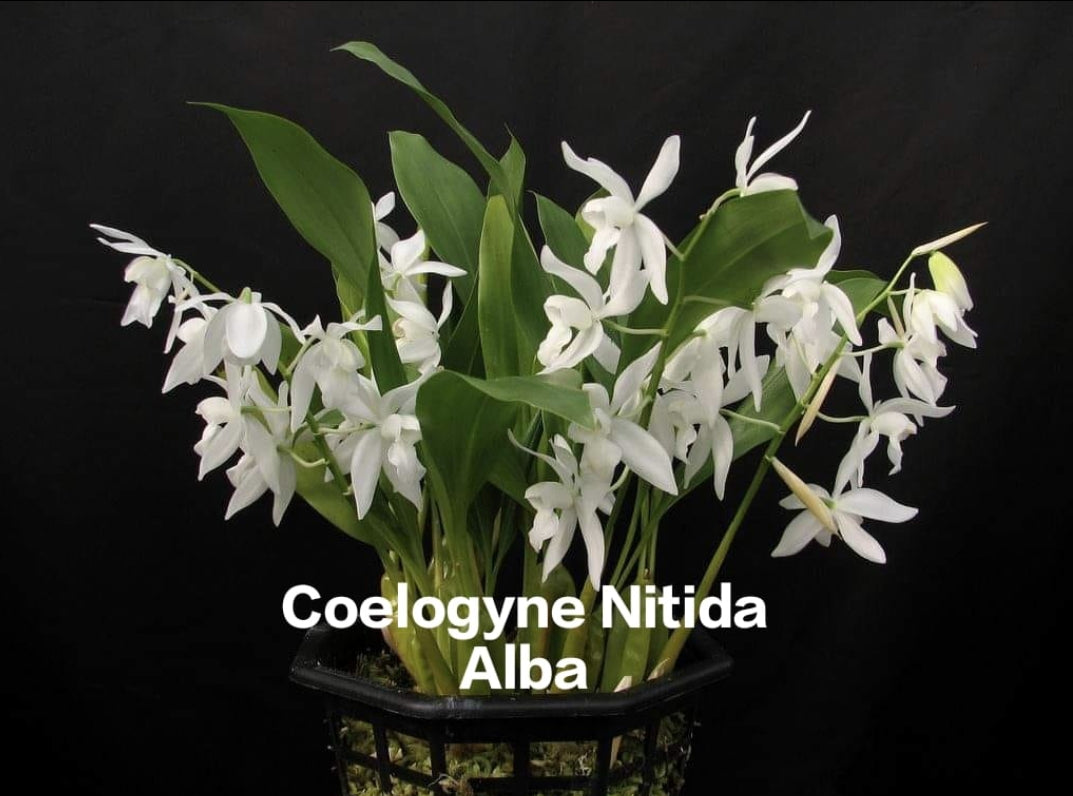 Coelogyne Nitida Alba