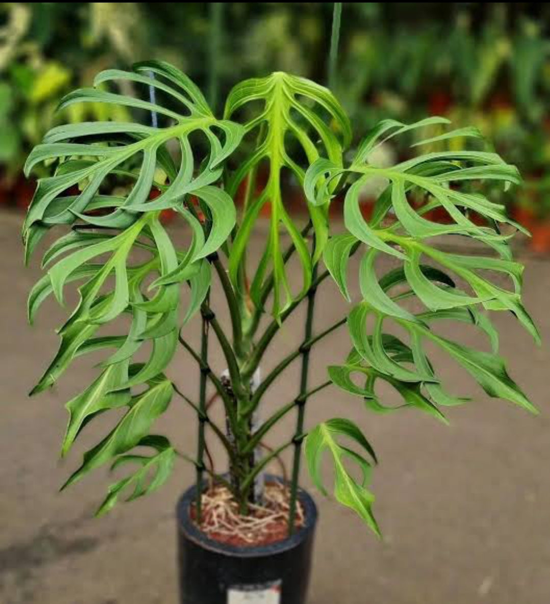 Monstera Bural Marx Flame (Semishade)