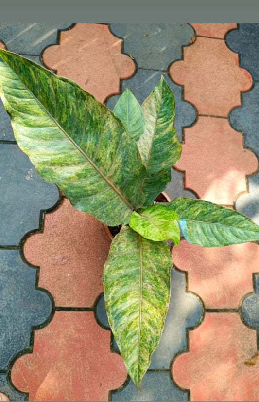 Anthurium Hookeri Pink tricolour plant