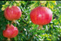 Pomegranate fruit plant