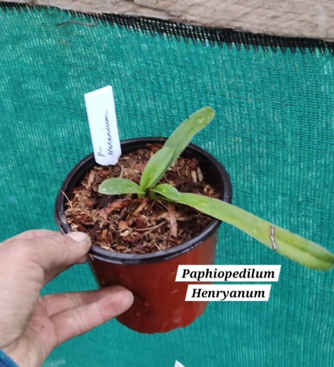 Paphiopedilum Henryanum