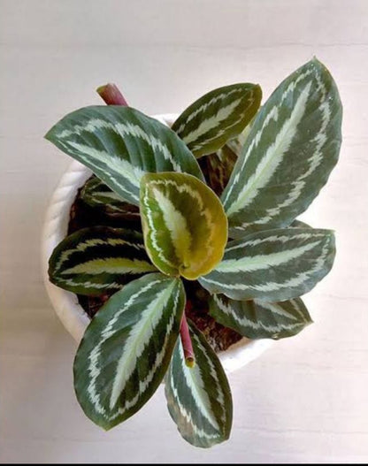 Calathea 7