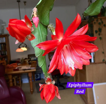 Bramha Kamal Epiphyllum Red