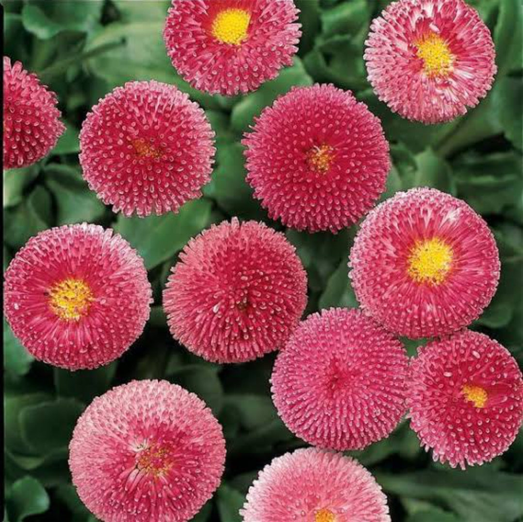 Daisy Pomponette red winter Flower seeds