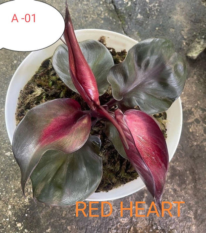 Philodendron Red heart plant