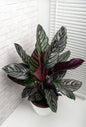Pin Stripe Calathea Plant