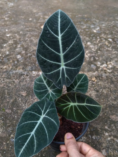 Alocasia Black Velvet