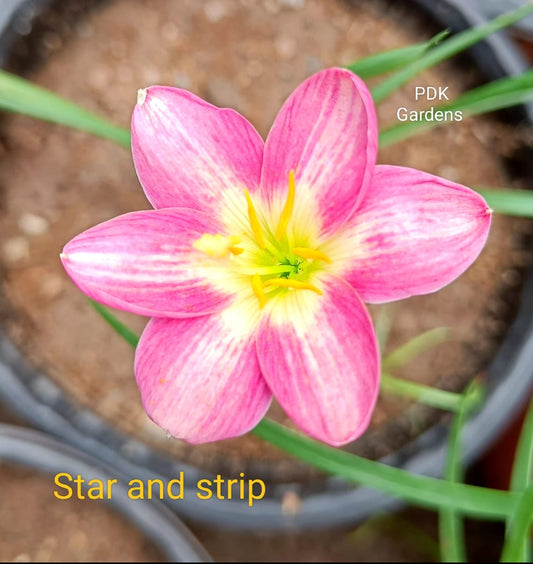 Star and Strip rain Lily bulb