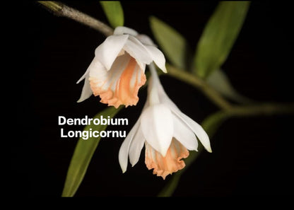 Dendrobium Longicornu