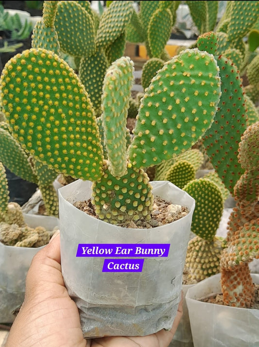 Yellow Ear Bunny Cactus 12