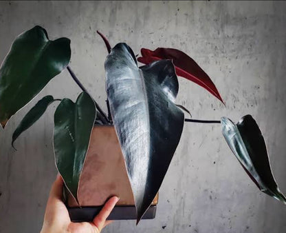 Philodendron Black Majestic Plant