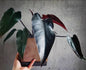 Philodendron Black Majestic Plant