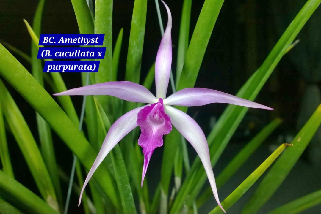 Cattleya 9 Orchid