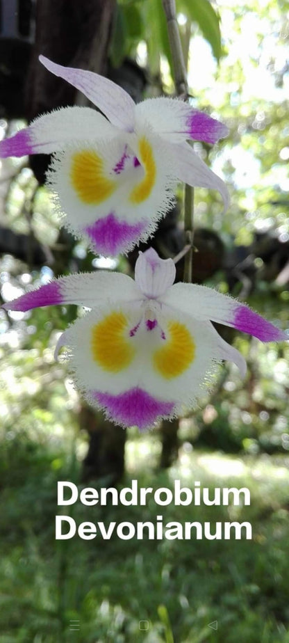 Dendrobium Devonianum