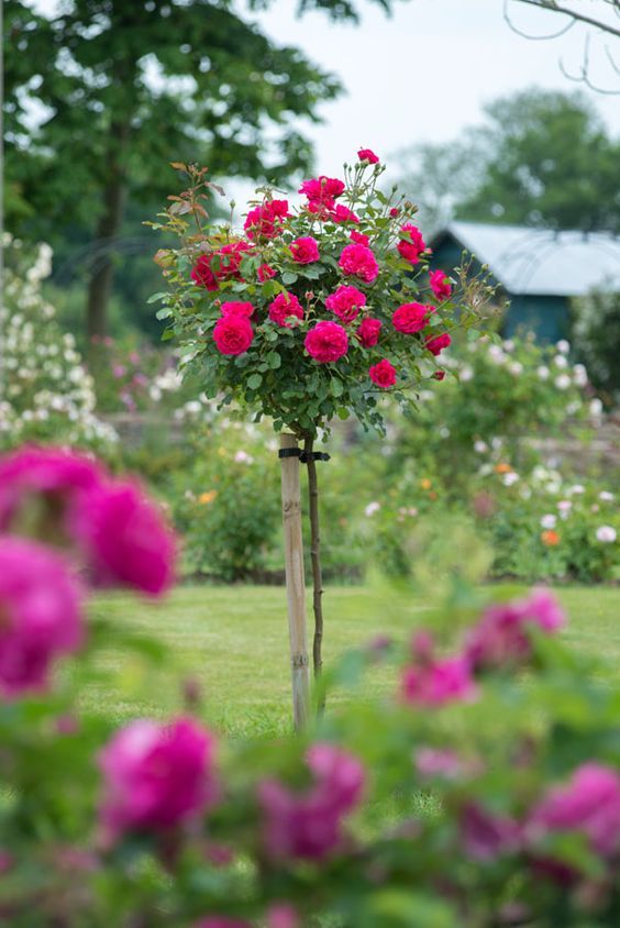Buy Stand Rose Plant Online in India | Standard Tree Rose | Outdoor Flowering Rose Plant | Ashiyana Store