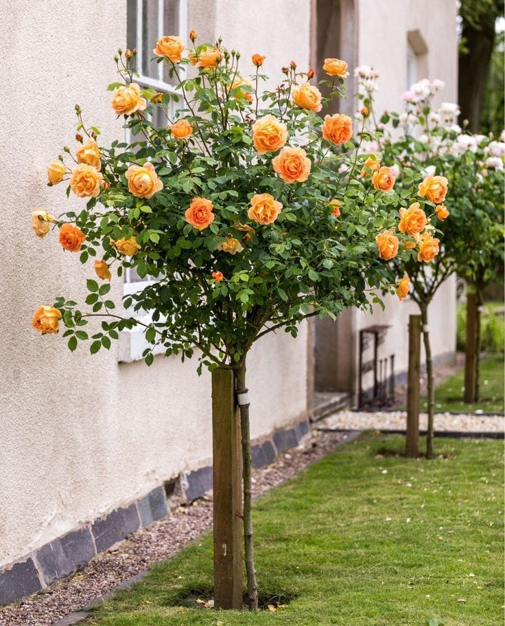 Buy Stand Rose Plant Online in India | Standard Tree Rose | Outdoor Flowering Rose Plant | Ashiyana Store