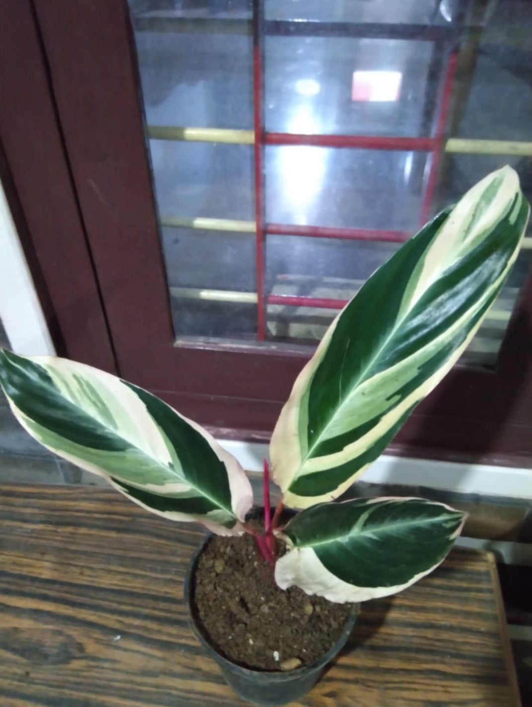 Triostar(Indoor plants)