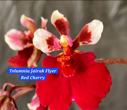 Tolumnia Orchid 2