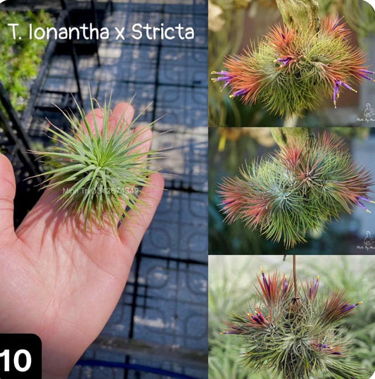Tilandsia air plant (T.lonan x Stricta)